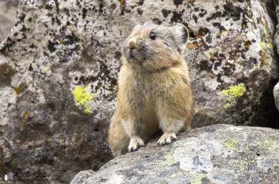 Pika Yellowstone NP May 2025